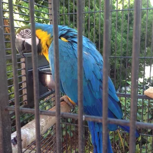 Captain Jack, 10 months old