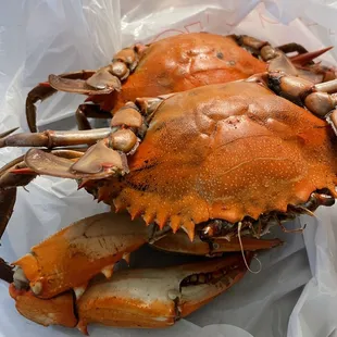 a crab in a plastic bag