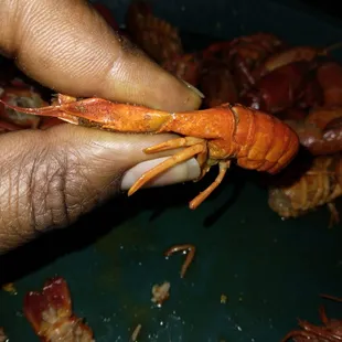 Old sponge like crawfish.