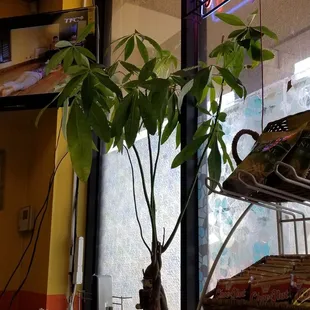 Money tree