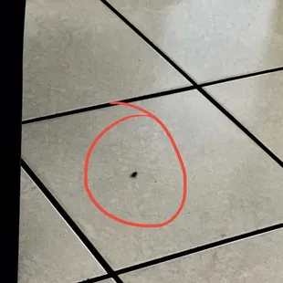 Roach running on the floor