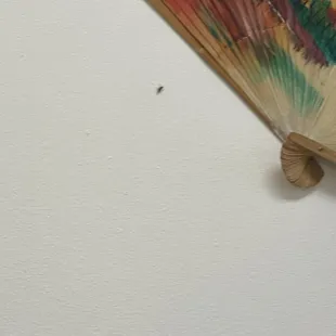 Roach on the wall