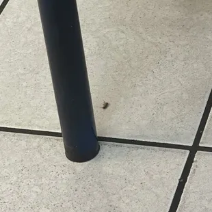 Dead roach