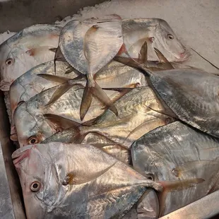 fresh fish in a metal tray