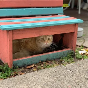 Pet-friendly parklet in front