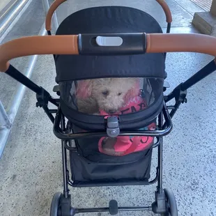 a teddy bear in a stroller