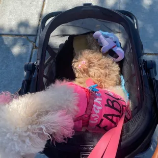 Refused me a togo service in and out cause i had dogs in a stroller.