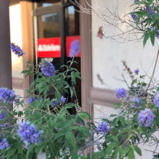 This desert bloom is just outside our front door.