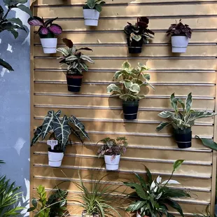 I love this wall of plants.