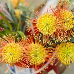Beautiful pin cushion protea