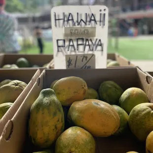 Hawaii papaya