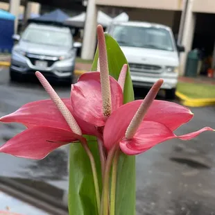 Manoa mist Sunday morning