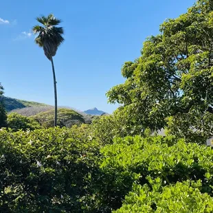 Leahi crater in the far distance
