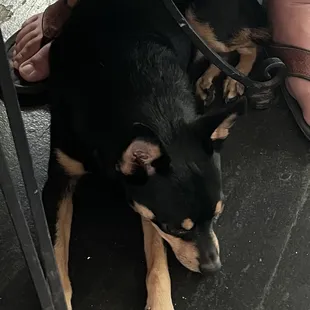 Peace welcomed us the first day and joined us for breakfast occasionally!