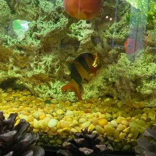 Clown loach with photo bombing orange fishes