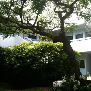 Courtyard