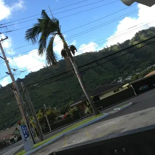 a palm tree in the foreground