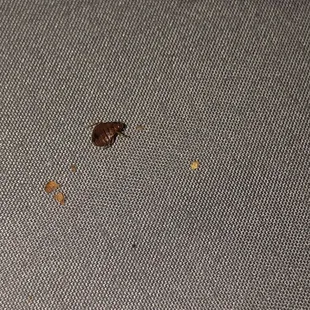 Bedbug3