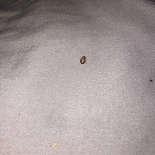 Bedbug2