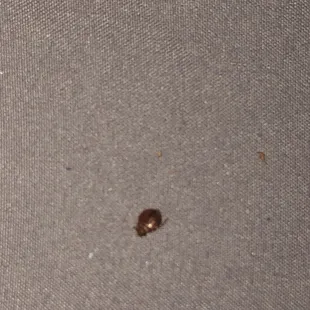 Bedbug1