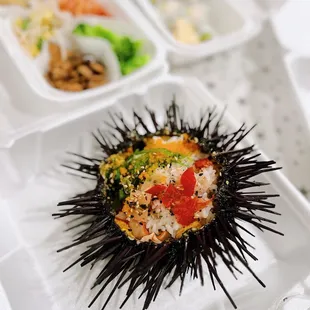 Sea Urchin