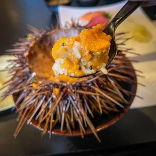 Sea Urchin