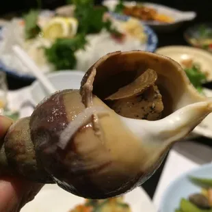 Steamed Sea Snails