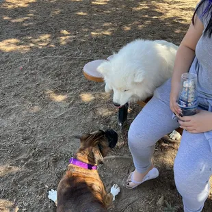 Manteca Dog Park