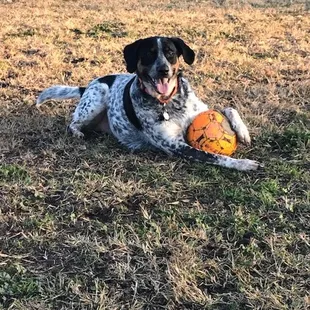 Mom K.O. and I had a grt time at Manteca dog park while visiting auntie Lisa.