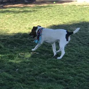 Maverick had a blast at the dog park