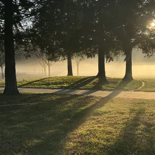 Morning Fog in Barandas Park