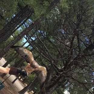 Raptor bird show at Manzano State Prak