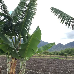 Banana trees on the farm!