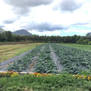 Kale and other salads on the farm