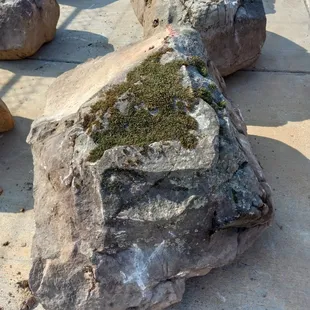 Colorado moss boulders.