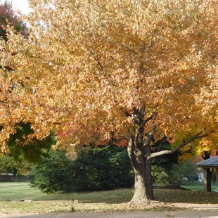Maple Hill Park, Fall colors