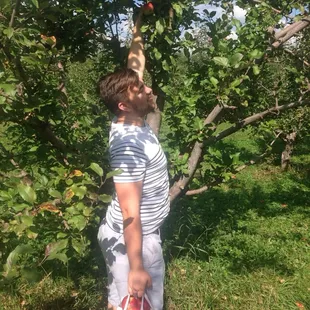Pick your own apples! Apple pickers can be used too if you like