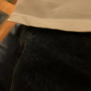 a black dog wearing a white shirt