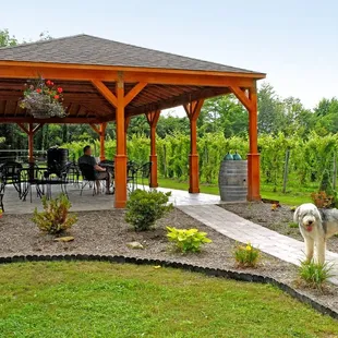 a dog in the garden