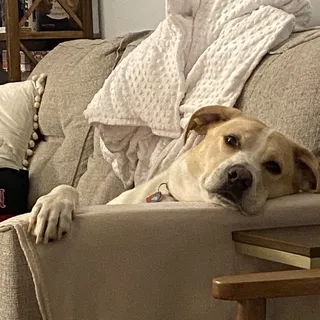 A T.
