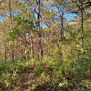 Maple Woods Natural Area