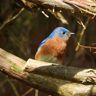 Eastern Bluebird