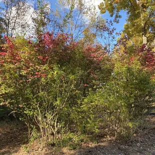 Burning Bush is turning red which means that cold weather is right around the corner