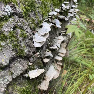 Mushrooms