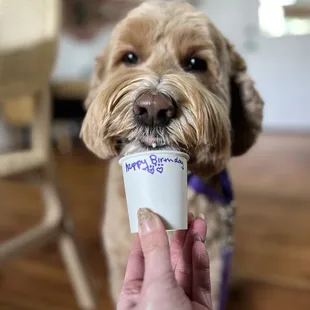 Birthday pup cup