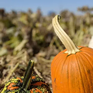 Pumpkins 50 cents a pound, complimentary wagons available to haul pumpkins to your car
