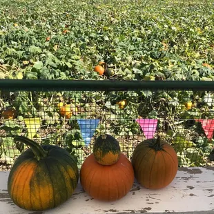 Pumpkins!