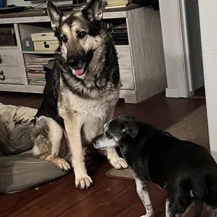 The shepherd is the one under treatment. He wasn't able to sit like this before so this is 2 weeks after treatment.