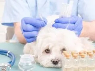 Ina Road Animal Hospital