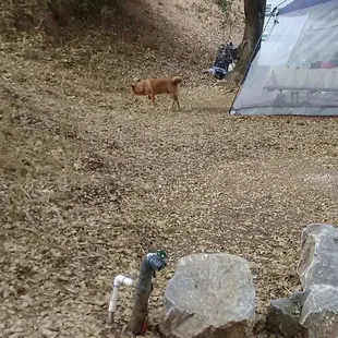 The dog who kept peeing on my tent.